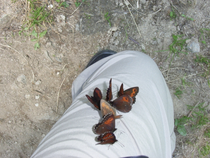 Schmetterlinge auf Hosenbein